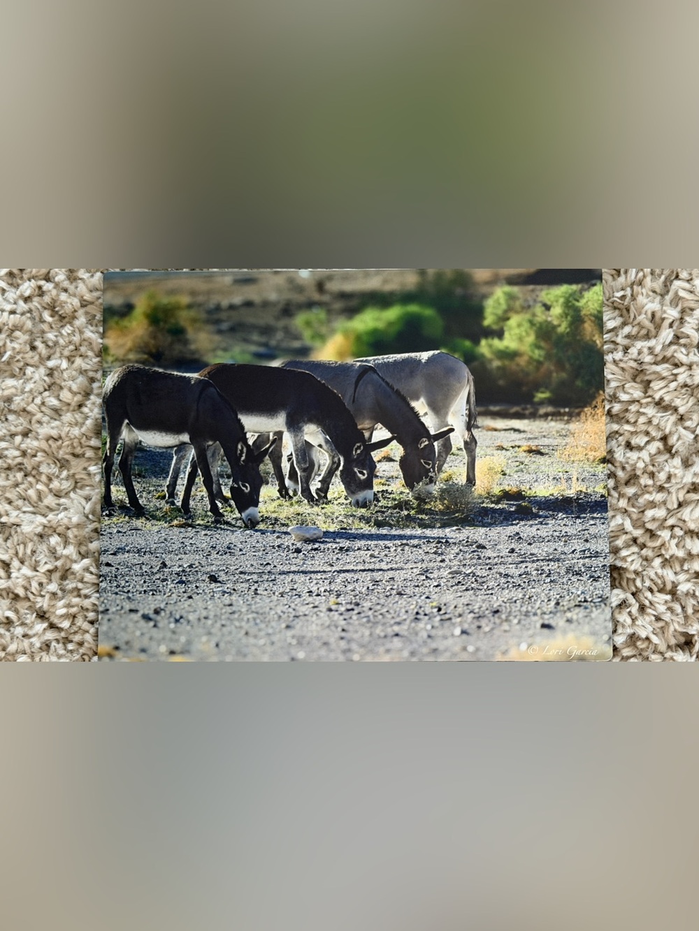 Wild Donkeys Photography Art Print - Neutral Tones